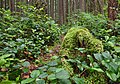 * Nomination Mossy path at Mount Seymour Provincial Park, BC --Trougnouf 07:04, 31 July 2018 (UTC) * Promotion Good quality. --Moroder 10:01, 1 August 2018 (UTC)
