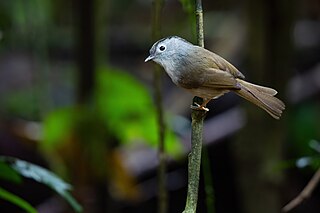 <span class="mw-page-title-main">Mountain fulvetta</span> Species of bird