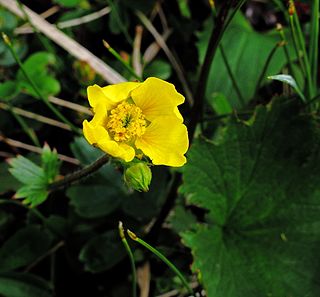 <i>Geum peckii</i> Species of flowering plant