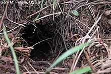 Mountain beaver burrow Mountain beaver burrow.jpg