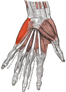Musculus abductor digiti minimi (Hand).png