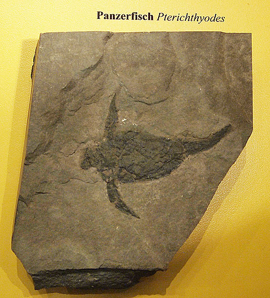 File:Museum Mensch und Natur - Pterichthyodes.jpg