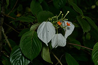 Wild mussaenda (Mussaenda frondosa)