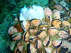 Mussels are an example of organisms that act as nutrient biextractors. They consume the nitrogen in water, depleting algae of their nutrients. Mussels at Strawberry Rocks PC013145.JPG
