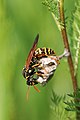 Asian Paper Wasp - Polistes chinensis