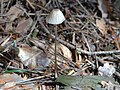 Mycena metata