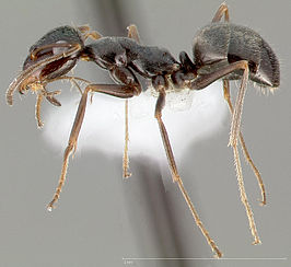 Myrmecocystus creightoni