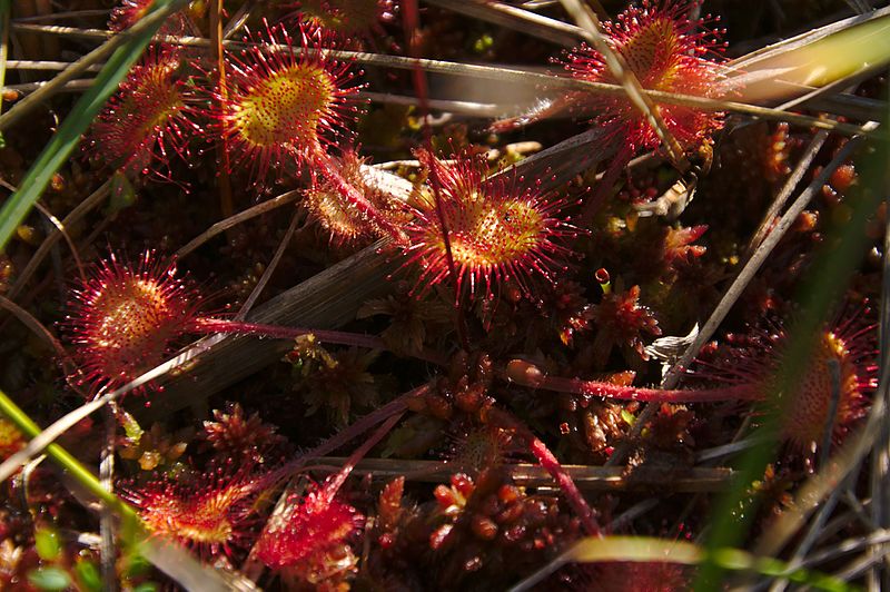 File:Národná prírodná rezervácia Postávka - Drosera rotundifolia, CHKO Vihorlat.jpg