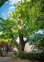 ND-H075 Mackensen oak in Wennebostel