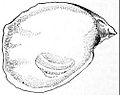 Thumbnail for File:NIE 1905 Oyster - Pacific Coast oyster.jpg