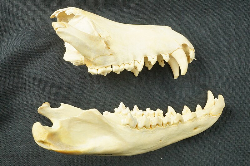 File:NML-VZ A26.9.1910.1 Thylacine skull held at World Museum, Liverpool.jpg