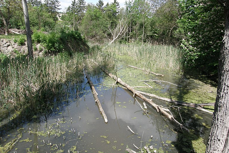 File:NOE Hagenberg Schloss Wassergraben rechts.jpg