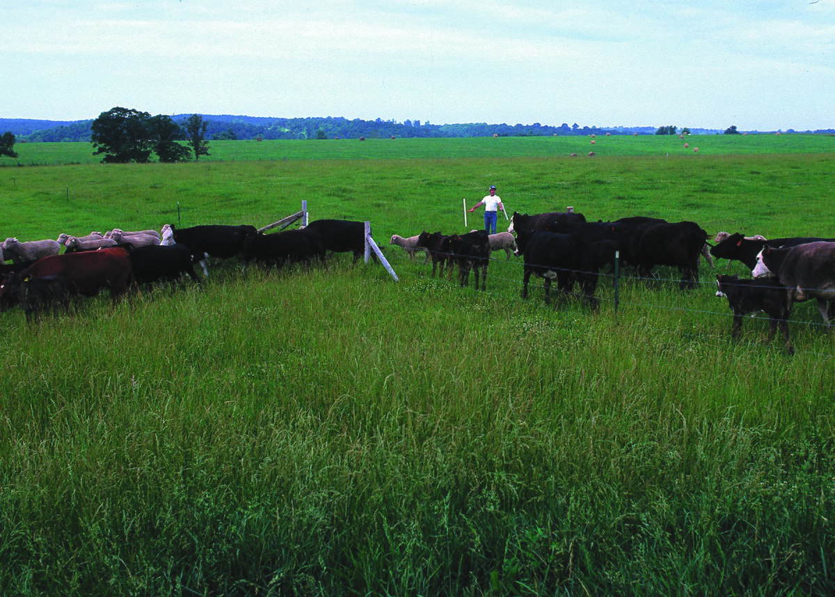 Grass Seed Per Acre Chart