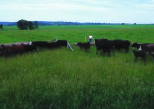 Pascolo a rotazione di bovini e ovini nel Missouri con pascolo suddiviso in paddock (nell'inglese australiano e neozelandese, qualsiasi campo agricolo può essere chiamato con questo termine), ciascuno pascolato a turno per un breve periodo e poi riposato.