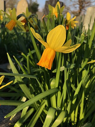 <span class="mw-page-title-main">Narcissus 'Jetfire'</span> Daffodil cultivar