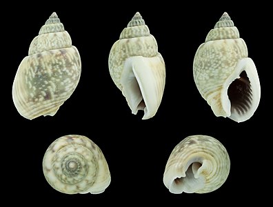 Nassarius (Nassarius) graphiterus