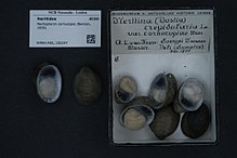 Naturalis Bioxilma-xillik markazi - RMNH.MOL.150247 - Neripteron cornucopia (Benson, 1836) - Neritidae - Mollusc shell.jpeg