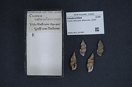 Cumia reticulata.