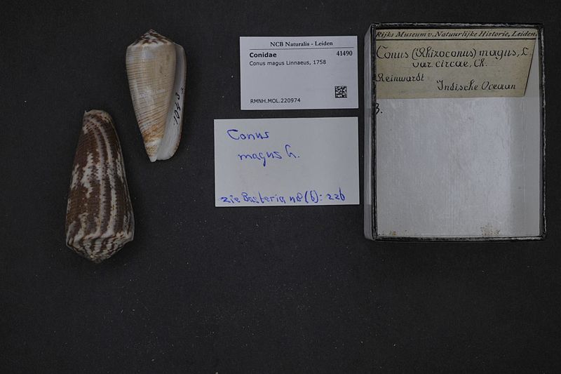 File:Naturalis Biodiversity Center - RMNH.MOL.220974 - Conus magus Linnaeus, 1758 - Conidae - Mollusc shell.jpeg