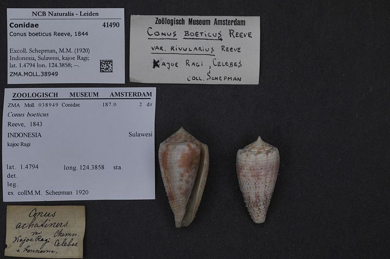 File:Naturalis Biodiversity Center - ZMA.MOLL.38949 - Conus boeticus Reeve, 1844 - Conidae - Mollusc shell.jpeg