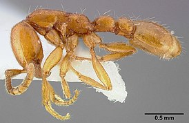 Neivamyrmex nyensis