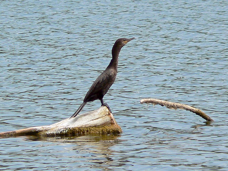 File:Neotropical cormorant DeSoto NWR.jpg