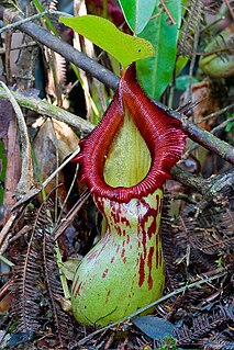 <i>Nepenthes burkei</i> species of plant