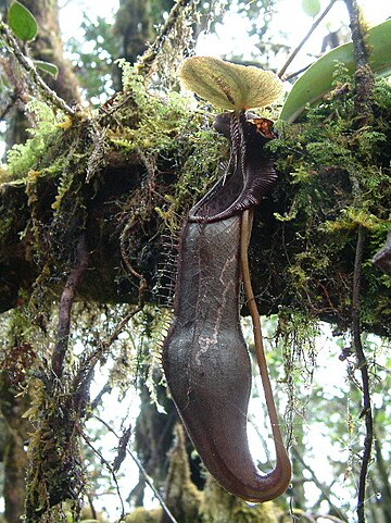 Nepenthes izumiae