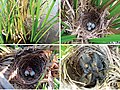 "Nests,_eggs_and_nestling_of_Chrysomus_ruficapillus.jpg" by User:Ixocactus