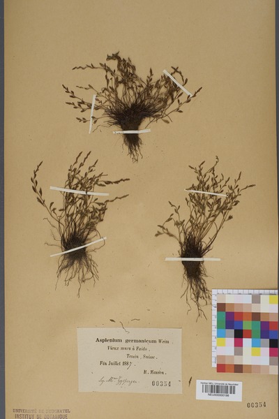File:Neuchâtel Herbarium - Asplenium x alternifolium - NEU000000198.tif
