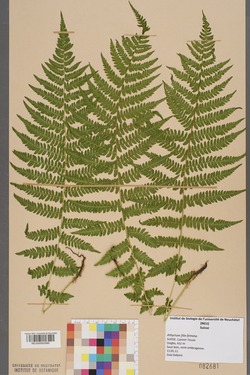 A herbarium specimen of the lady fern, Athyrium filix-femina