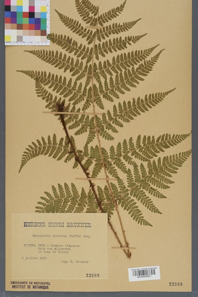 File:Neuchâtel Herbarium - Dryopteris dilatata - NEU000000911.tif