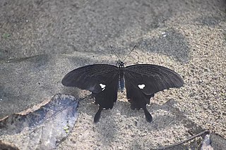 <i>Papilio noblei</i> Species of butterfly