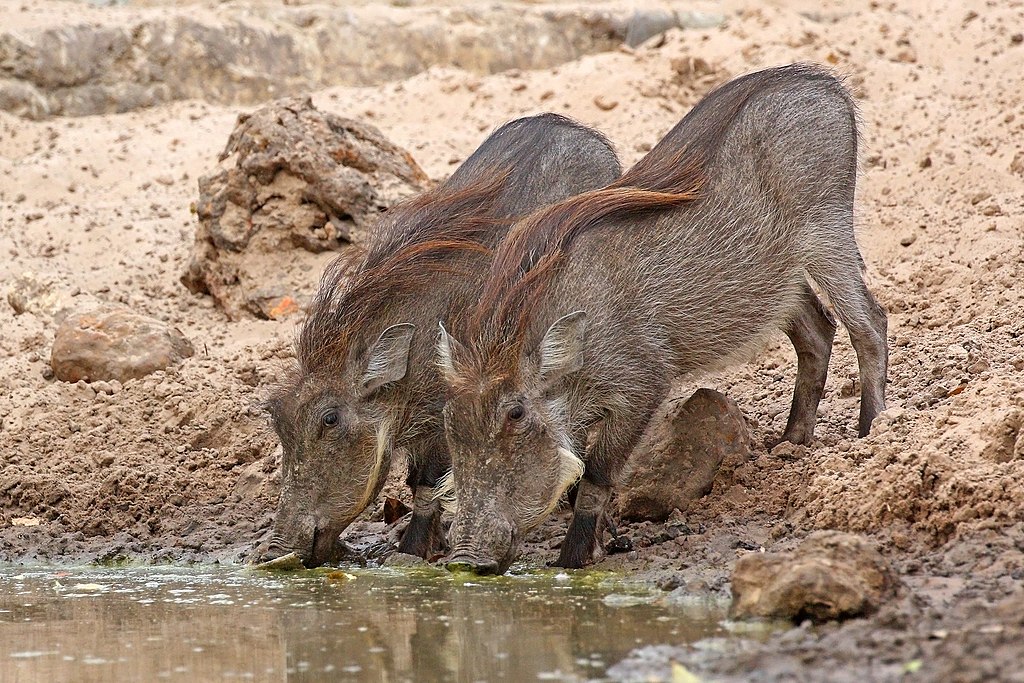 Nolan warthogs (Phacochoerus africanus africanus) juveniles drinking.jpg
