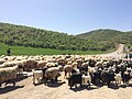 Nomades bakhtiaris transhumant leur bétail au printemps.