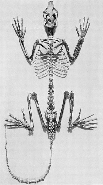 Notharctus, a type of North American adapiform, resembled lemurs but did not give rise to them.