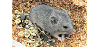 <span class="mw-page-title-main">Grey dwarf hamster</span> Species of rodent