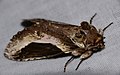 Notodontid Moth (Rhuda focula) (38673912742).jpg