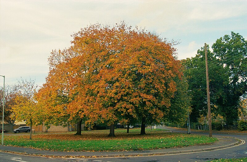 File:Nowton Park Autumn Colour With Fujifilm 200 First Time Developed With Rollei Colorchem C41 Kit - 52454462269.jpg