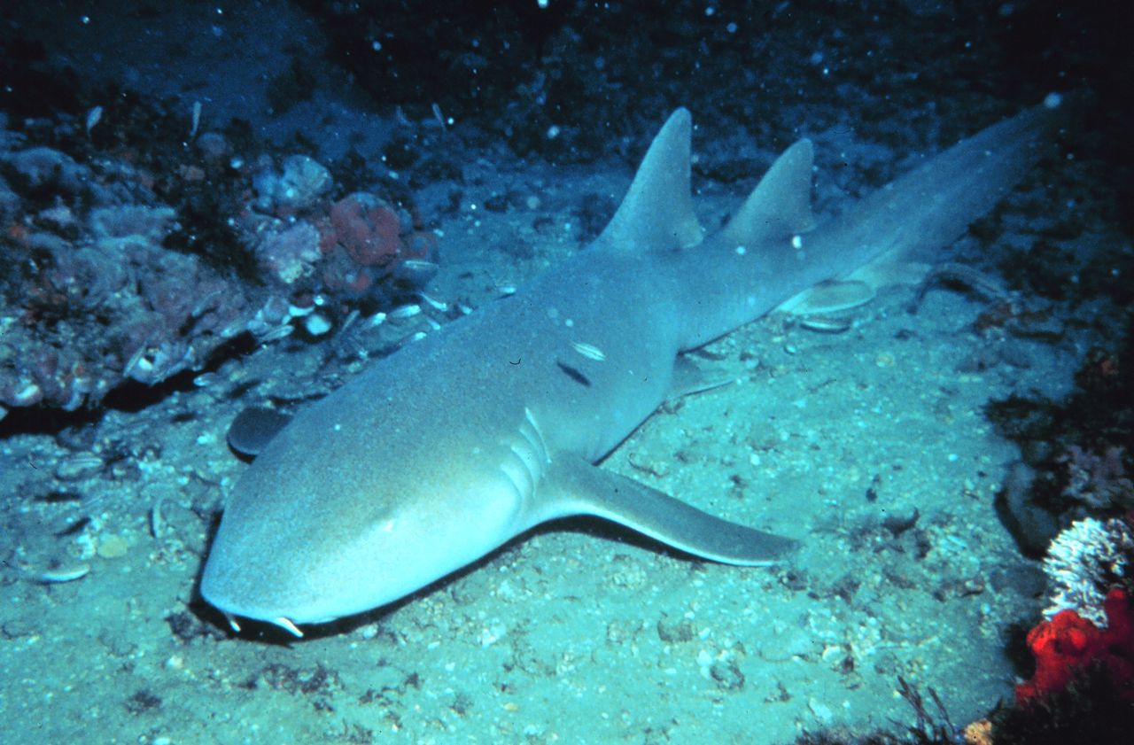 Image result for nurse shark