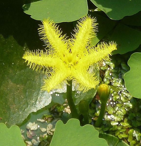 File:Nymphoides thunbergiana, blom, Manie van der Schijff BT, a.jpg
