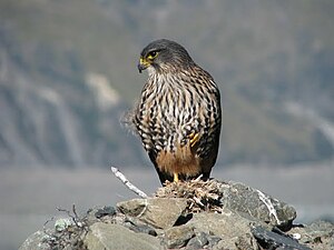 Maori falcon, male