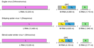 <i>Nairoviridae</i> Family of viruses