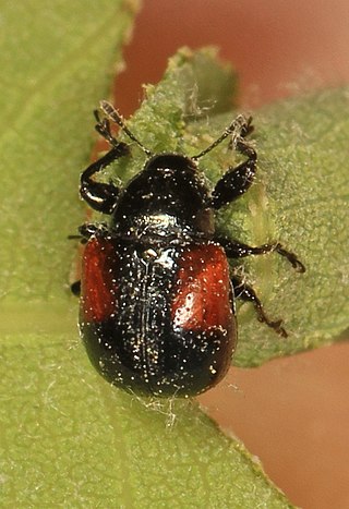 <i>Synolabus bipustulatus</i> Species of beetle