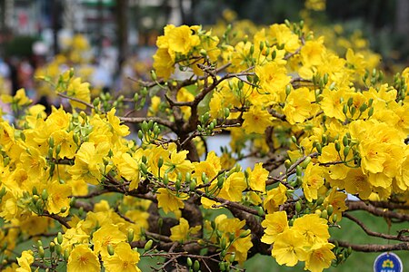 Tập_tin:Ochna_integerrima2.jpg