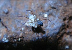 Ochyroceratidae