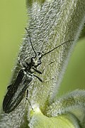 Oedemera (Oedemera) lurida