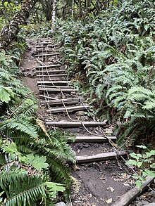 Rope ladder used to climb inland to round impassable capes when backpacking along the coast Olympic NP Climbing Ladder.jpg