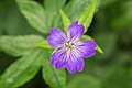 * Nomination Ooievaarsbek (Geranium nodosum) Good plant for semi-shade. --Famberhorst 05:17, 24 May 2018 (UTC) * Promotion  Support Good quality. --Alexander Leisser 10:58, 1 June 2018 (UTC)