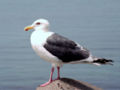 Thumbnail for Slaty-backed gull